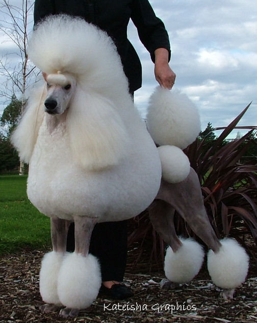 Pinafore store standard poodles